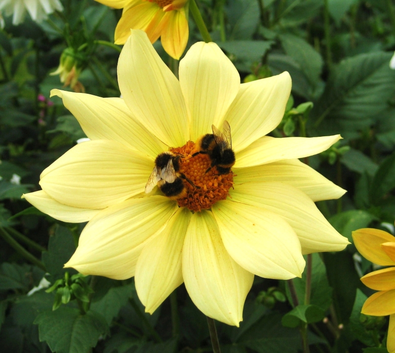 Swallowfield Cottage